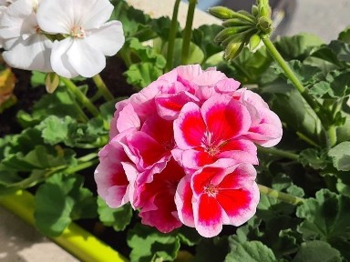 Apartamento de sonho no coração de Aveiro