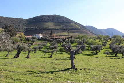 Quinta à venda em Torre de Moncorvo