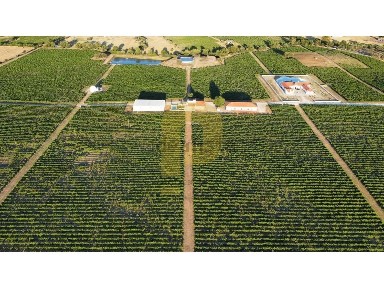 Herdade à venda em Redondo