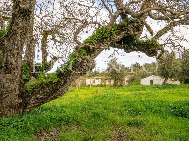 Quinta à venda em Nossa Senhora do Bispo