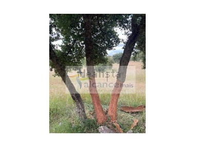 Herdade à venda em Reguengos de Monsaraz