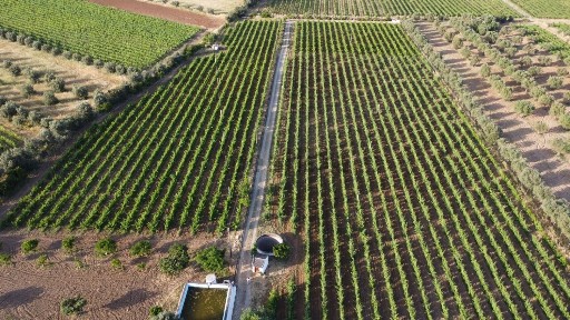 Reguengos de Monsaraz, Horta dos Mendes s/n
