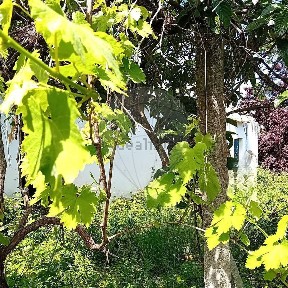 Quinta à venda em Coruche