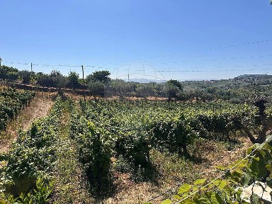 Quinta à venda em Sabrosa