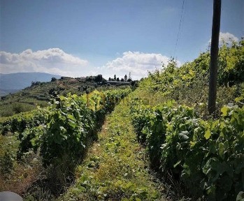 Quinta à venda em Poiares