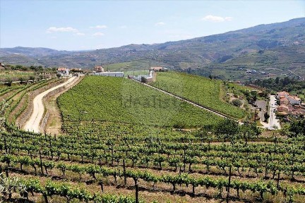 Quinta à venda em Fontelas