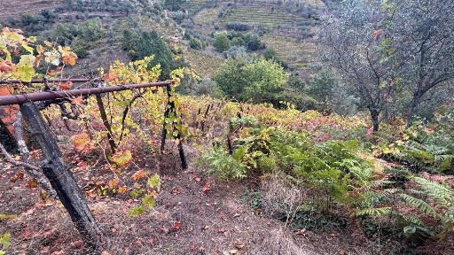 Peso da Régua, Vila Real
