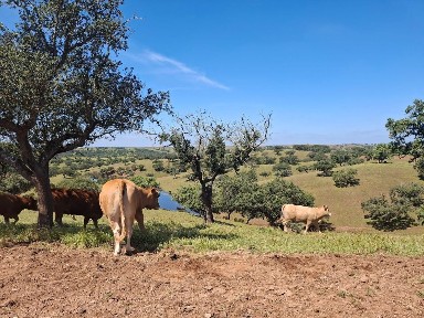 Beja