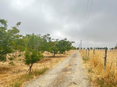 Beja