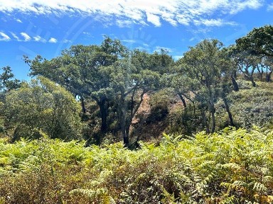 Monte alentejano à venda em Colos