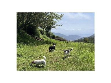 Machico, Madeira (Ilha)