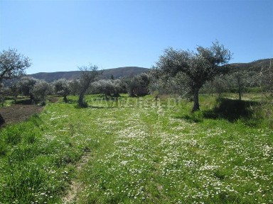 Quinta à venda em Telhado