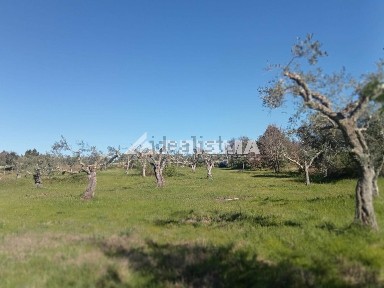 Quinta à venda em Tinalhas