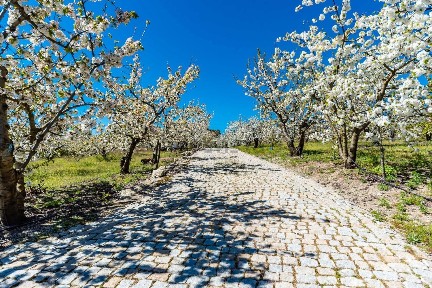Quinta à venda no Caminho de São Sebastião, 2
