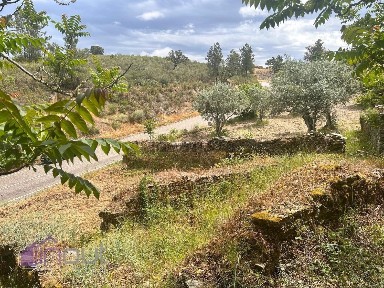Quinta à venda em Castelo Branco