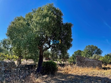 Quinta à venda em Castelo Branco