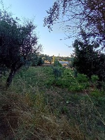 Mangualde, Viseu