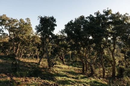 Quinta à venda em São Francisco da Serra