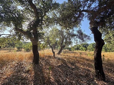 Grândola, Setúbal