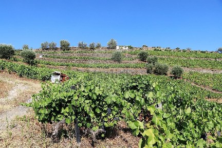 Quinta à venda em Peso da Régua