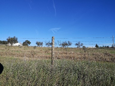Beja