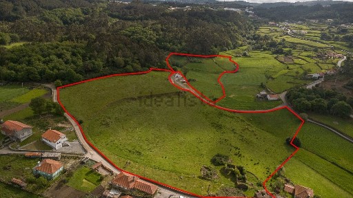 Cunha, Lizouros