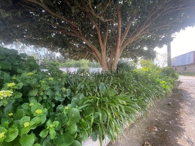 Avelãs de Caminho, Rua da Cabreira