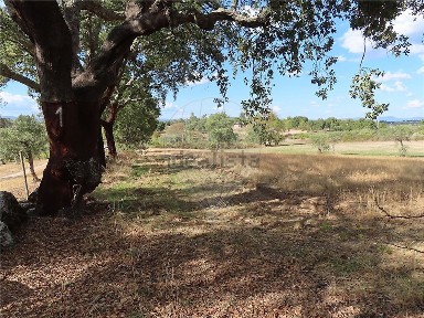 Quinta à venda em Idanha-a-Nova e Alcafozes