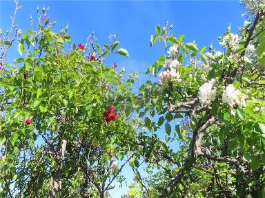 Quinta à venda em Penamacor