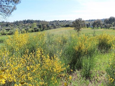Quinta à venda em Salgueiro do Campo