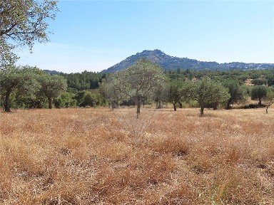 Quinta à venda em Idanha-a-Nova e Alcafozes