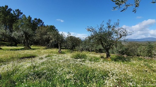 Quinta à venda no Freixial e Juncal do Campo