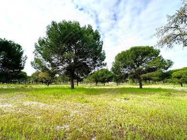 Herdade à venda em Torrão