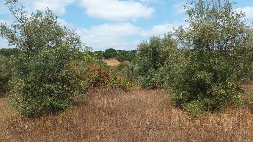 Herdade à venda em figueiras s/n